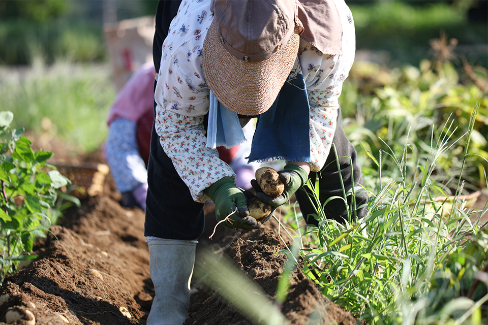 あらゆる石礫を3cm大にすることから、圃場がふかふかした状態になり、特に根菜類の品質向上が期待できます